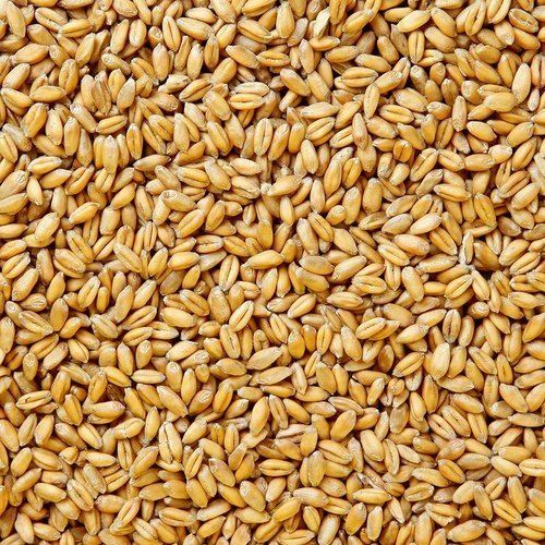 Healthy Natural Taste Organic Wheat Grain