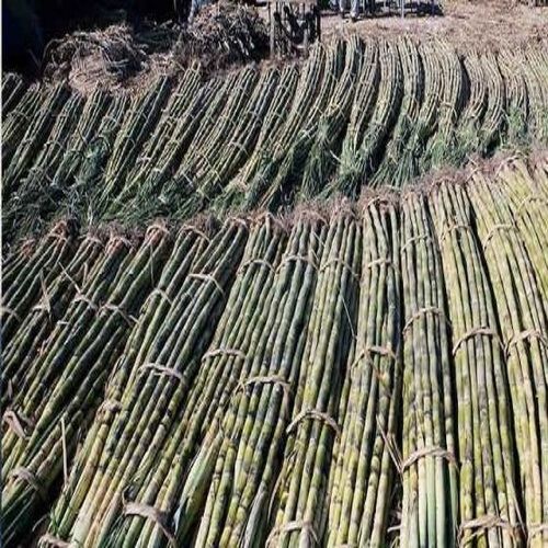 High Grade Raw Sugarcane