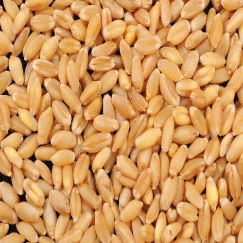 High In Protein Gluten Free Broken Ratio 1-3% Organic Brown Wheat Seed