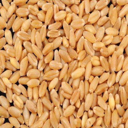 High In Protein Gluten Free Broken Ratio 1-3% Organic Brown Wheat Seed Grade: Food Grade