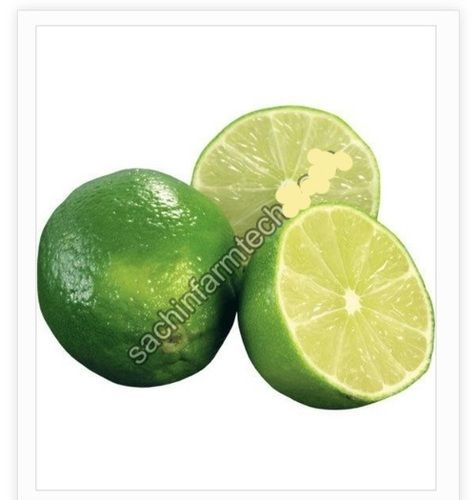 High Vitamin And Natural Taste Green Lemon