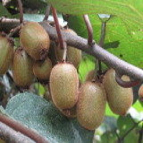 Organic Fresh Kiwi Fruit Recommended For: Hair Care