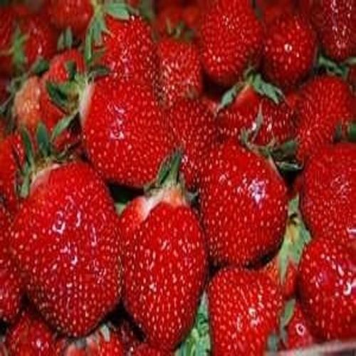 Top Grade Fresh Strawberry