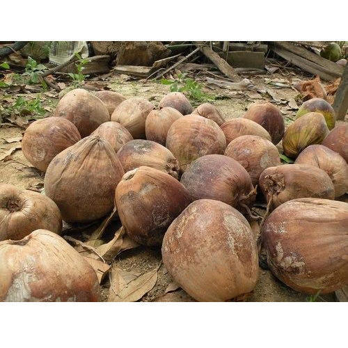 Brown Whole Big Size South Indian Husked Full Organic A Grade Fresh Mature Coconuts