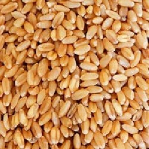 Gluten Free Healthy Natural Taste Dried Organic Brown Sharbati Wheat Seeds