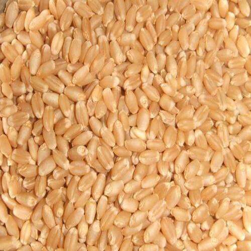 Healthy Natural Taste Organic Brown Sun Dried Milling Wheat Seeds