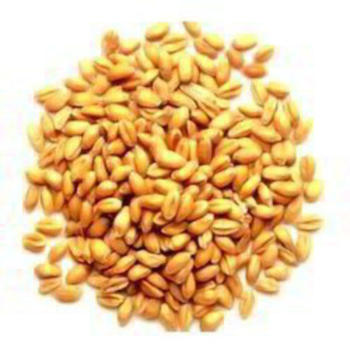 Healthy Sun Dried Purity 99% Organic Brown Chandausi Wheat Seeds
