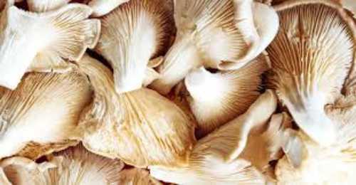 Organic Natural Cooking Oyster Mushroom