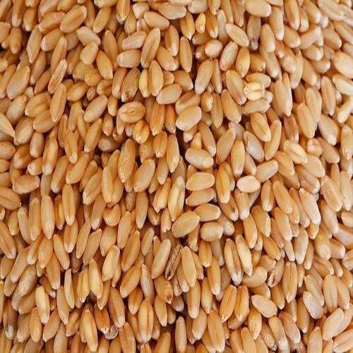 Natural Taste Purity 99% Healthy Organic Brown Whole Wheat Seeds