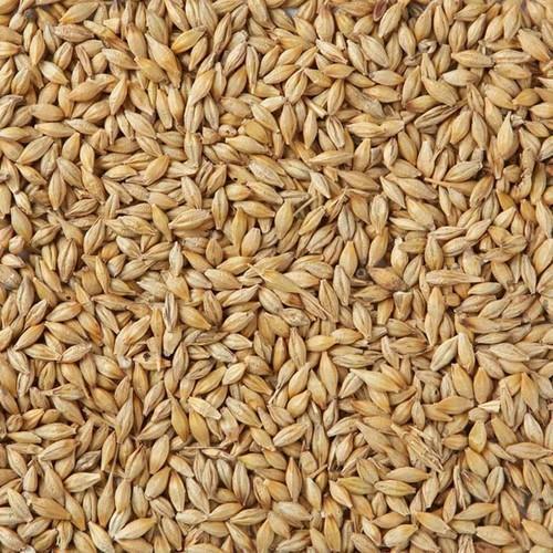 No Artificial Flavour Added Purity 99.9% Sun Dried Hybrid Brown Wheat Seeds