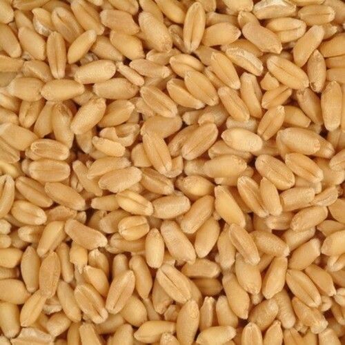 No Artificial Flavour High In Protein Healthy Dried Organic Durum Wheat Seeds