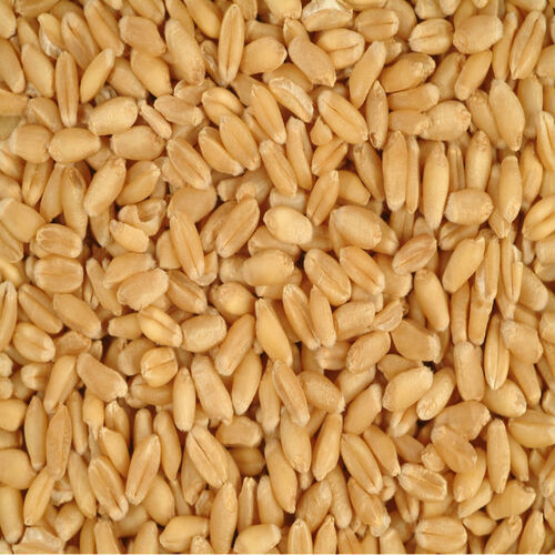 Purity 99% Dried Organic Brown High Quality Wheat Seed
