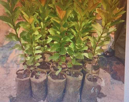 Green Fast Growth Guava Plant