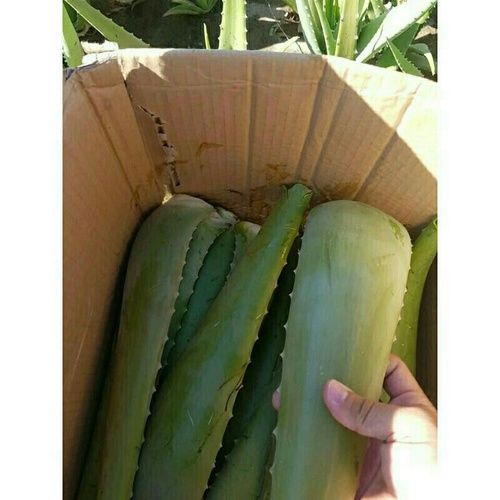 Herbal Product Vietnam Kotinochi Brand 100% Natural Fresh Aloe Vera Leaves