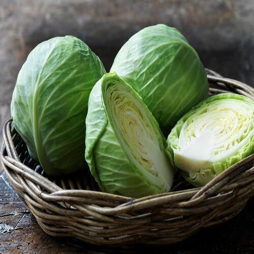 Eco Friendly Healthy and Natural Taste Fresh Green Cabbage