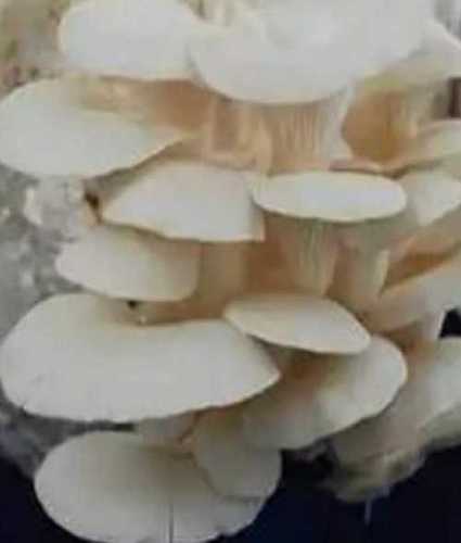 Graded Fresh Oyster Mushroom