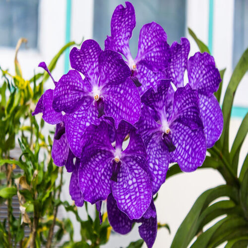 Natural Soft Attractive Decorative Beautiful Fresh Orchid Flower