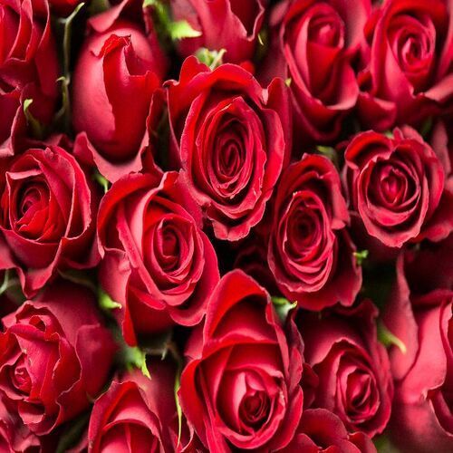 Natural Soft Beautiful Aromatic Attractive Fresh Red Rose Size ...