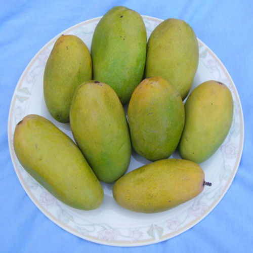 Delicious Sweet Highly Nutritious Healthy Natural Dashehari Mango
