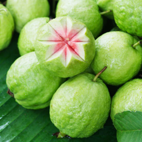 Excellent Quality High Nutrition Healthy Fresh Green Guava