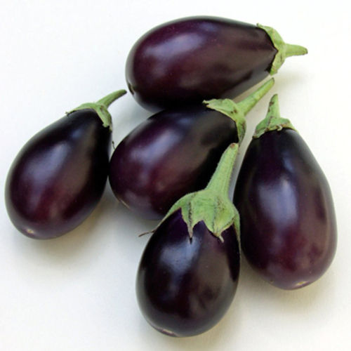 Fine Delicious Taste and Healthy Purple Fresh Brinjal