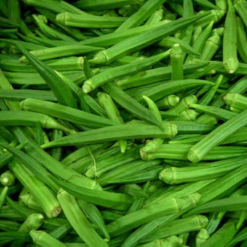 Good Taste Natural and Healthy Fresh Green Okra