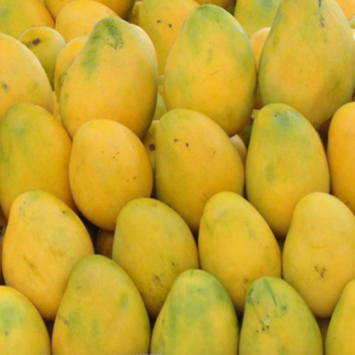 Healthy Delicious Sweet Natural Taste Yellow Banganapalli Mango Size: Large