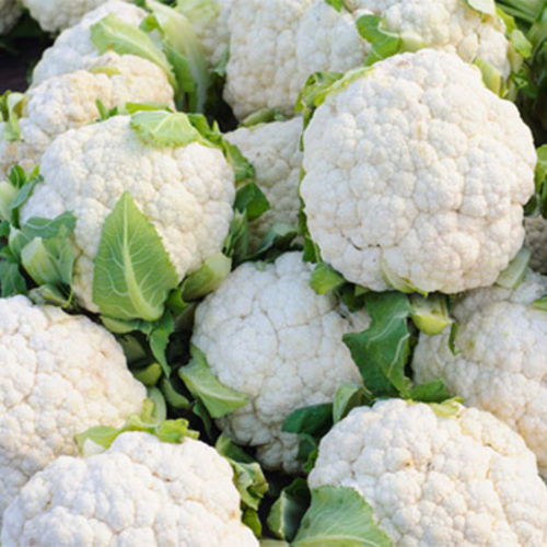 Nutritious Healthy Natural Taste White & Green Fresh Cauliflower