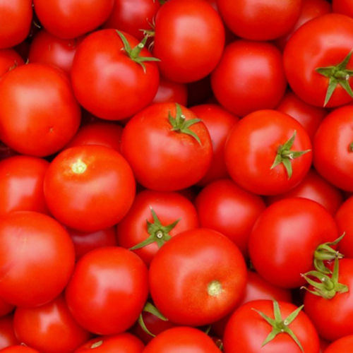 Pure Healthy and Natural Taste Red Fresh Tomato