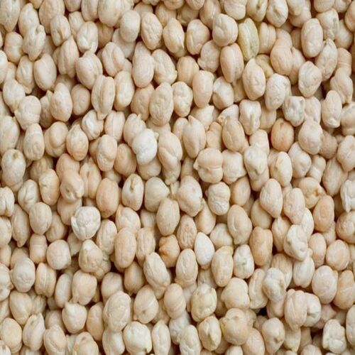 Size 10-12mm Moisture 13% Healthy and Natural Dried White Chickpeas