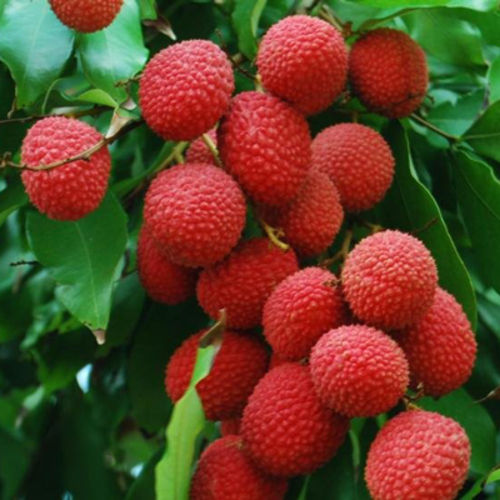 Sweet Juicy Taste Natural Healthy Nutritious Red Fresh Litchi