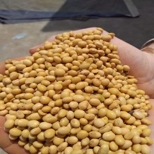 High Nutritional Value Healthy Natural Dried Soybean Seeds