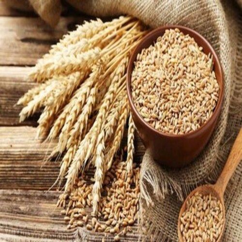 Impurities 1% Max Natural Dried Healthy Organic Brown Wheat Seeds