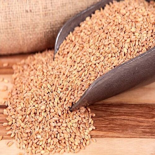 Protein 12% Fat 2.5 g Healthy Dried Organic Brown Wheat Seeds
