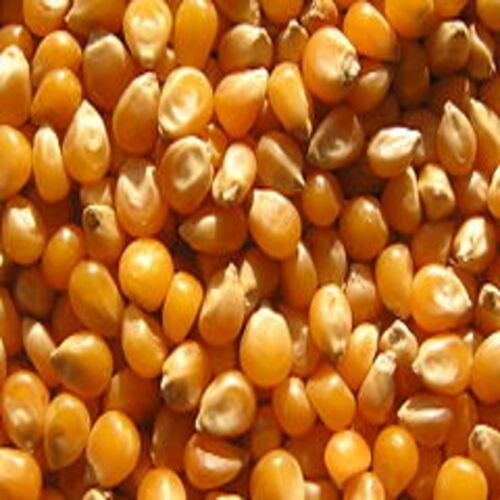 Protein 8 to 9% Damage 6% Maximum Easy to Digest Organic Yellow Maize Seeds