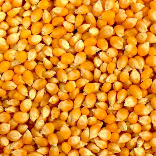 Natural Taste And Healthy Dried Organic Yellow Maize Seeds Grade: Food Grade