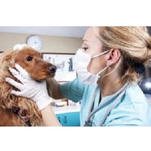 Veterinary Job Placement Service By Shielders 'N' Placers (Overseas) Pvt. Ltd.