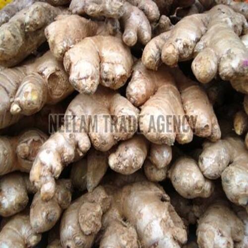 Hygienically Packed Natural Healthy Organic Brown Fresh Ginger