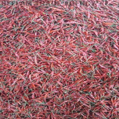 Length 5-7cm Hot Spicy Taste Healthy Hindupur S17 Red Chilli