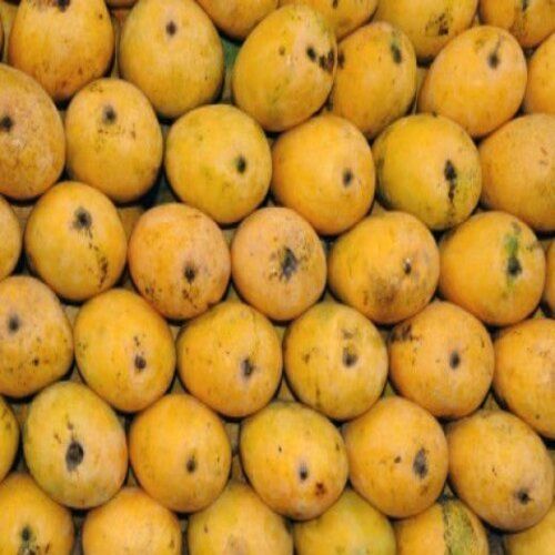 Delicious Sweet Taste Healthy Organic Yellow Fresh Chaunsa Mango