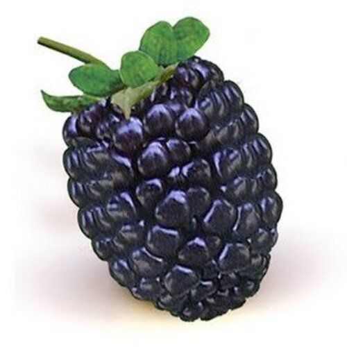 Dietary Fiber 0.9g Sweet Natural Taste Healthy Fresh Blackberry