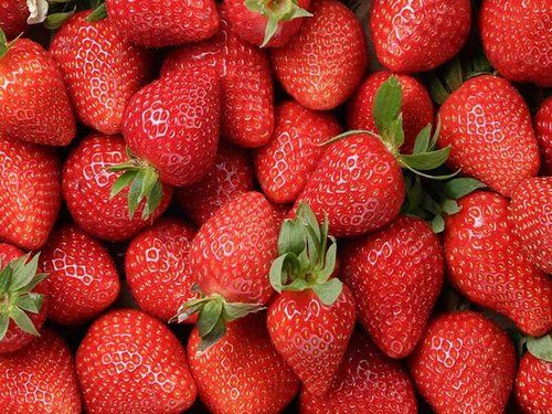 Maturity 96% Size 30-45 mm Juicy Healthy Organic Red Fresh Strawberry