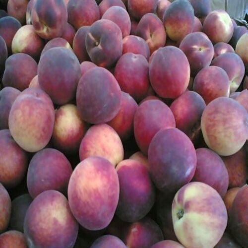 Natural Taste Size 5-7cm Maturity 98% Healthy Organic Fresh Peaches