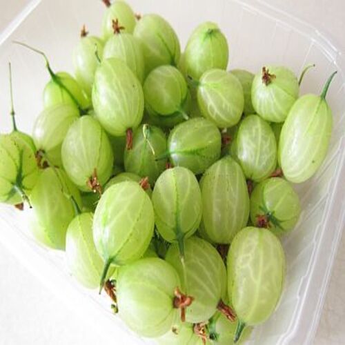 No Preservatives Fat Free Sugar Free Organic Green Fresh Gooseberry