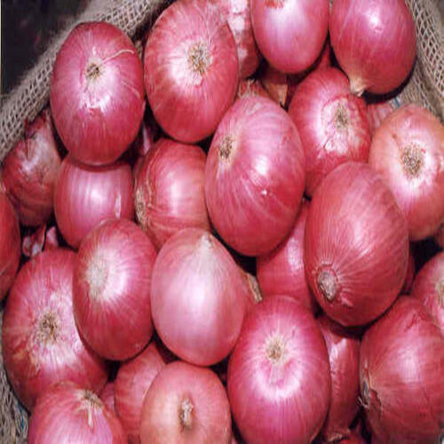 Sorted And Big Size Indian Maharashtrian Pure Organic Whole Red Onion