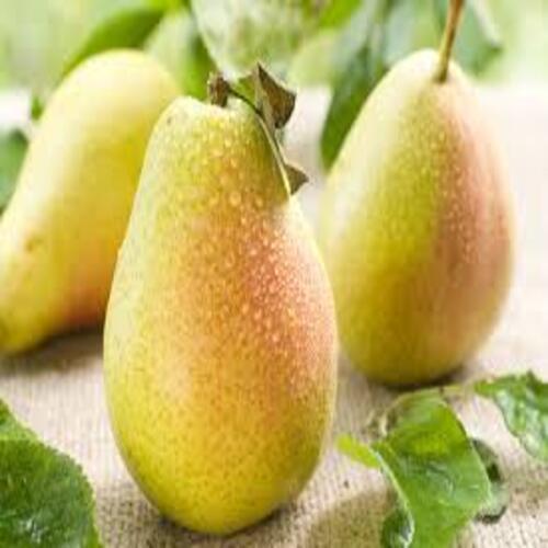 Vitamin C 7% Maturity 99% Natural Healthy Organic Green Fresh Pear Size: Standard