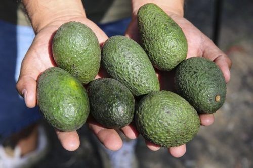 Open Air Fresh Avocado With 100% Maturity