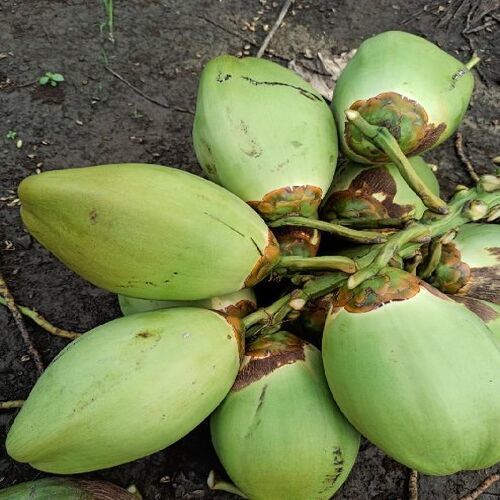  स्वस्थ और प्राकृतिक अच्छा स्वाद वाला हरा कोमल नारियल