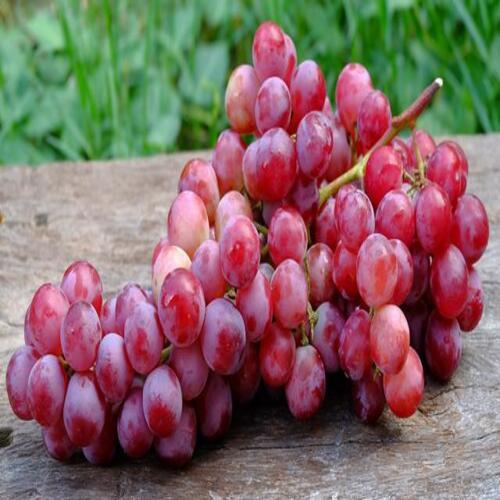 Vitamin A 2% Vitamin C 6% Pesticide Free Healthy Red Fresh Grapes Origin: India