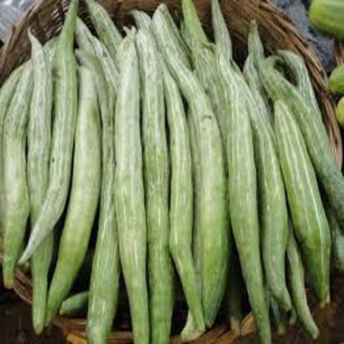 Rich Variety Of Nutrients Maturity 100% Organic Green Fresh Snake Gourd